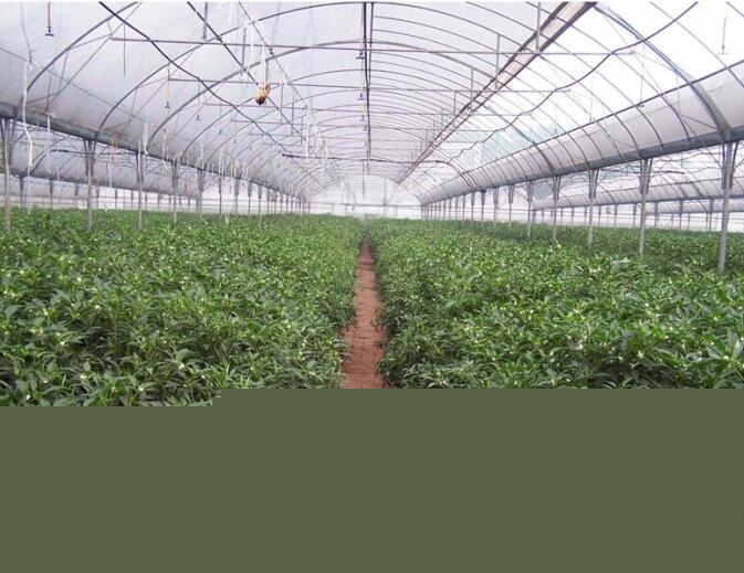 蔬菜溫室大棚